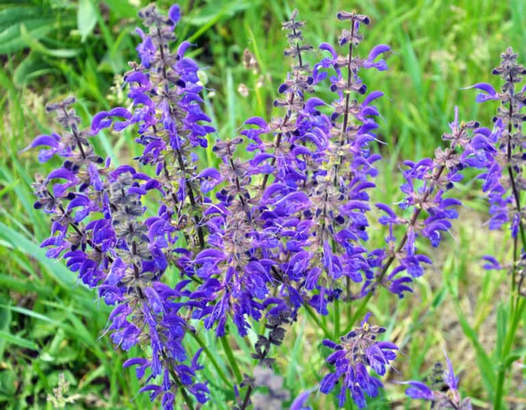 11 Plants That Will Attract Dragonflies To Your Garden This Spring
