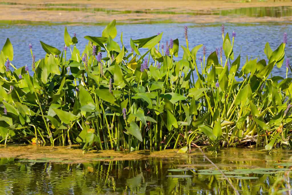 11 Plants That Will Attract Dragonflies To Your Garden This Spring
