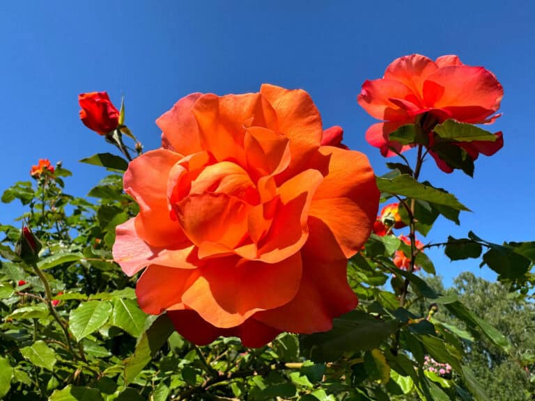 Spring Pruning Guide: What To Cut Back and What To Leave