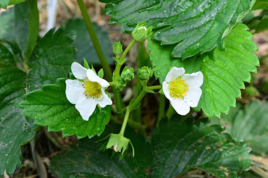 12 Pro Tips For Growing Big, Juicy Strawberries At Home
