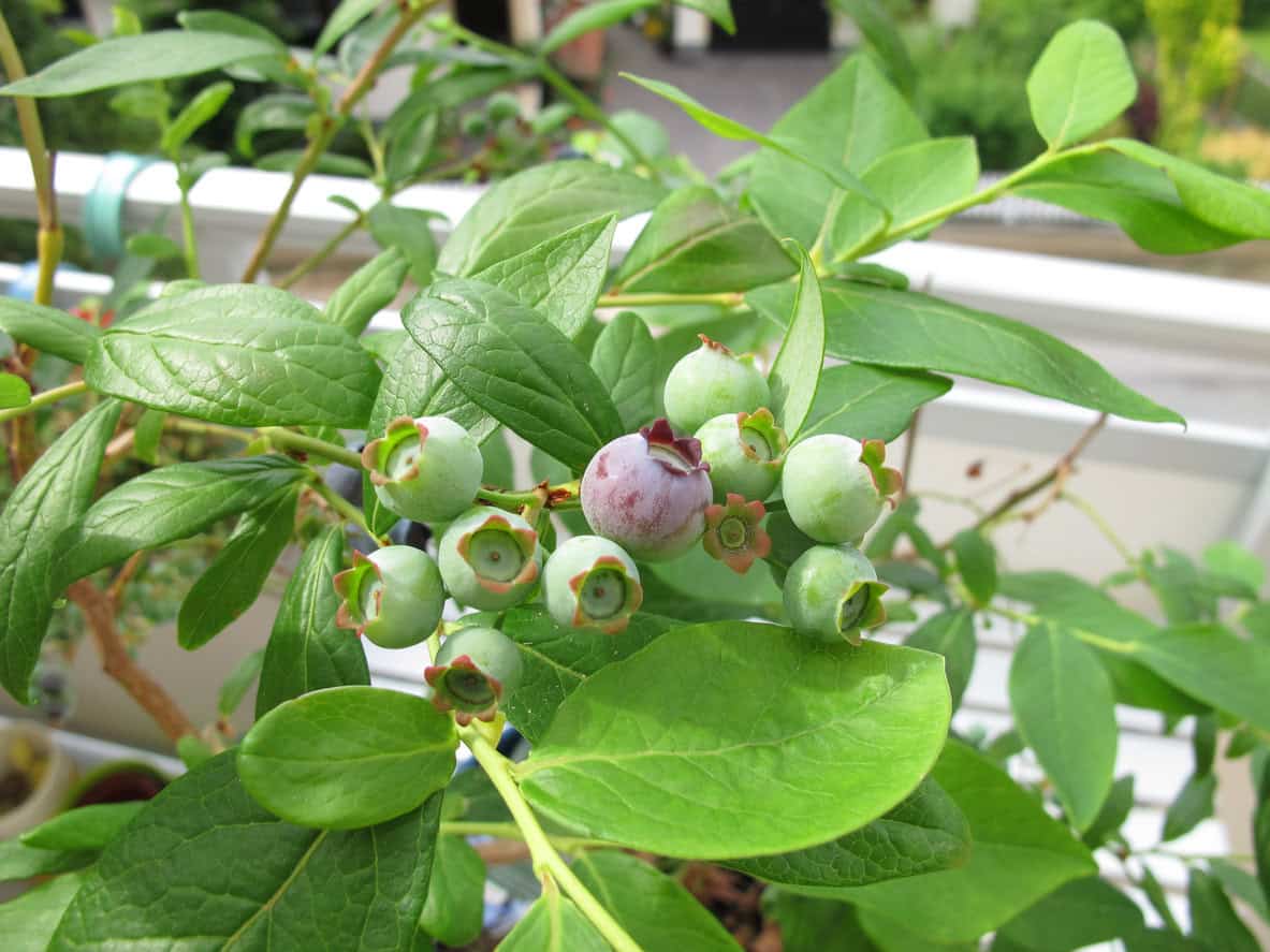 Blueberries in flowerpot