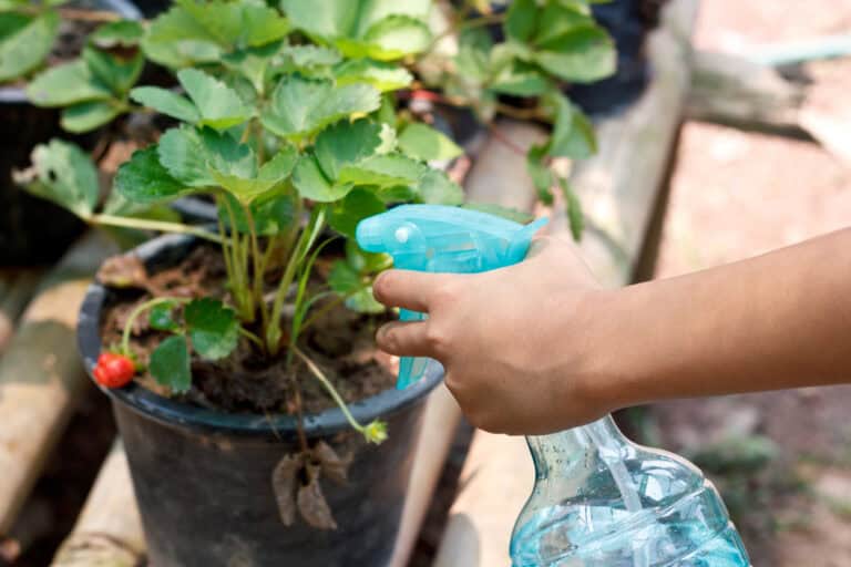 12 Pro Tips For Growing Big, Juicy Strawberries At Home