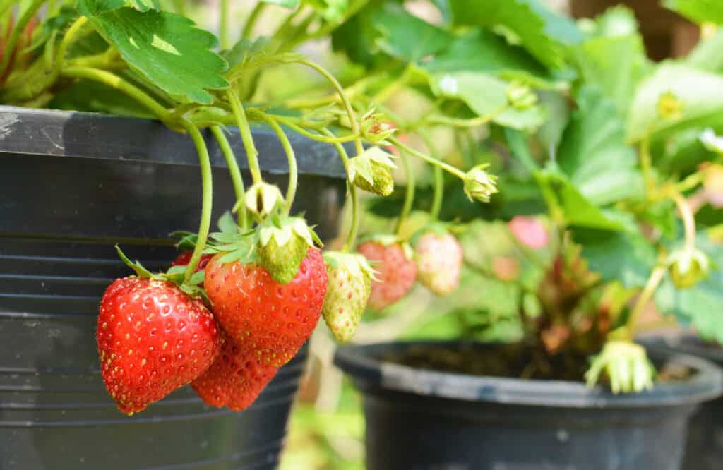 12 Pro Tips For Growing Big, Juicy Strawberries At Home