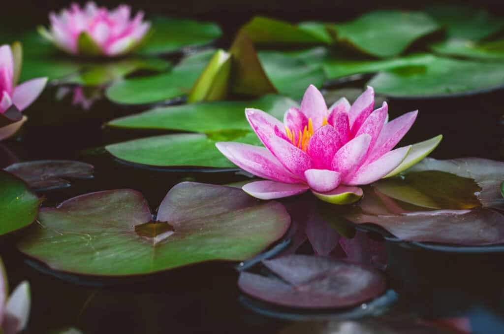 11 Plants That Will Attract Dragonflies To Your Garden This Spring