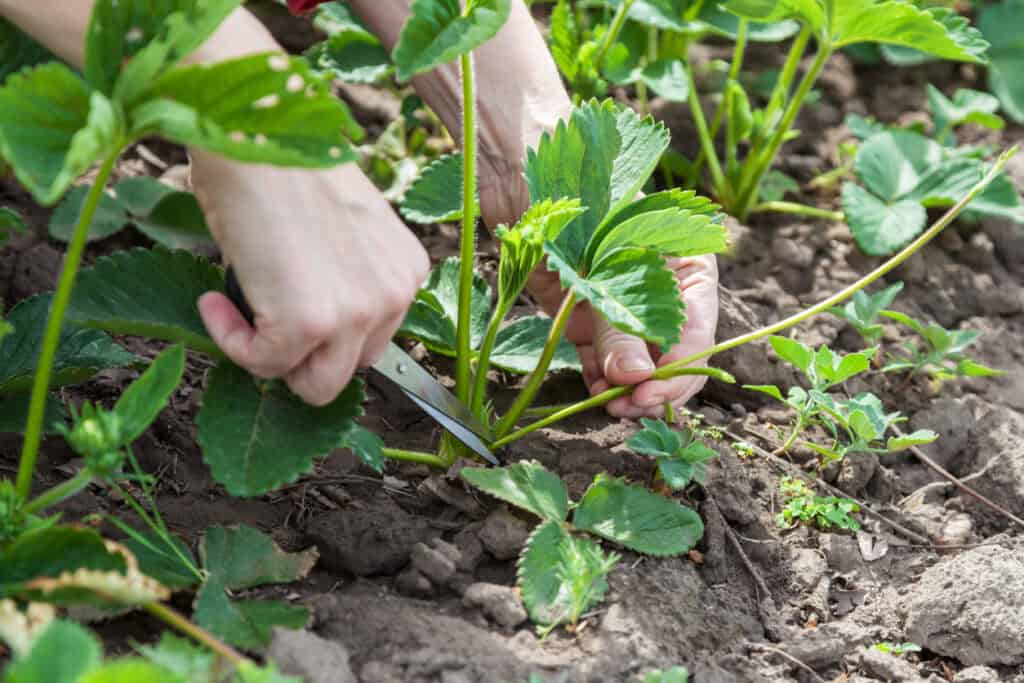 12 Pro Tips For Growing Big, Juicy Strawberries At Home