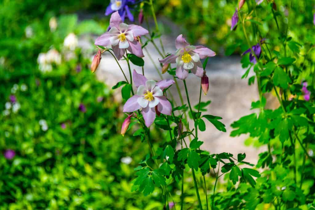 Spring Flower Maintenance Guide: What To Cut Back & What To Leave Alone
