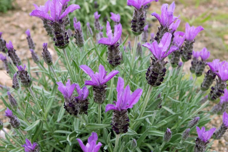 Should You Prune Lavender in Spring or Fall? Here’s What Gardeners Say