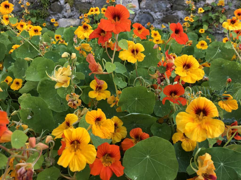 Nasturtiums