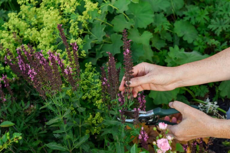 7 Perennials That Bloom Again After a Simple Mid-Fall Cutback