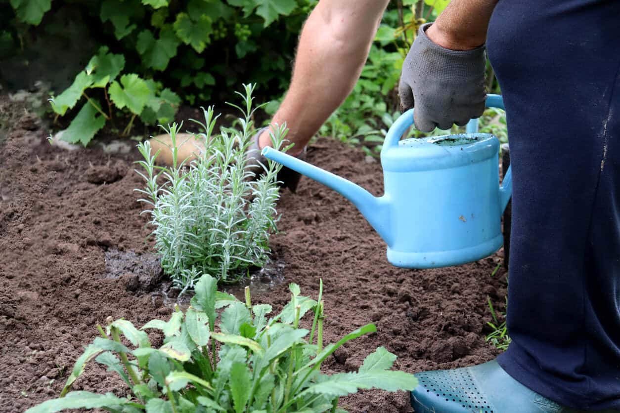 watering lavender