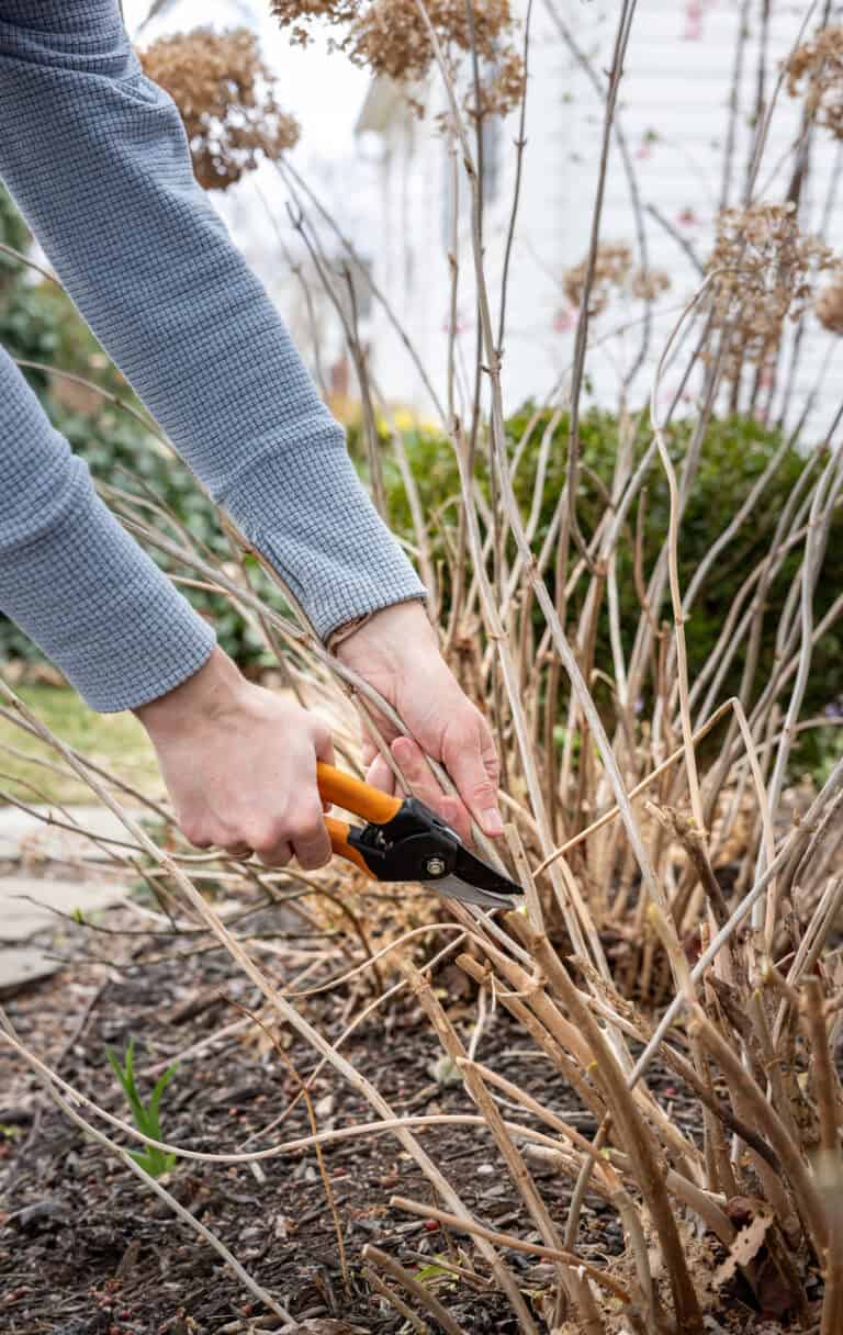 May Pruning Guide: 7 Plants to Trim Now for Gorgeous Spring Growth