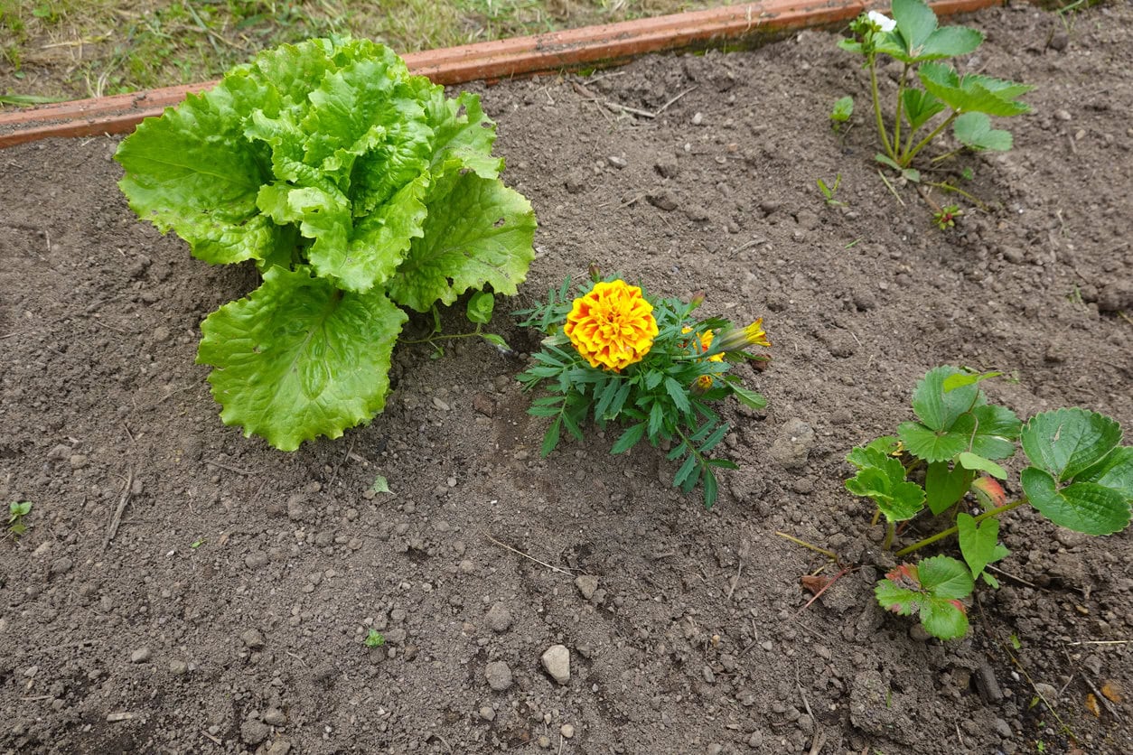 Lettuce, marigold and strawberry plants