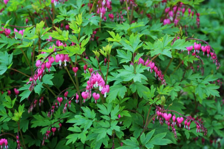 Spring Flower Maintenance Guide: What To Cut Back & What To Leave Alone