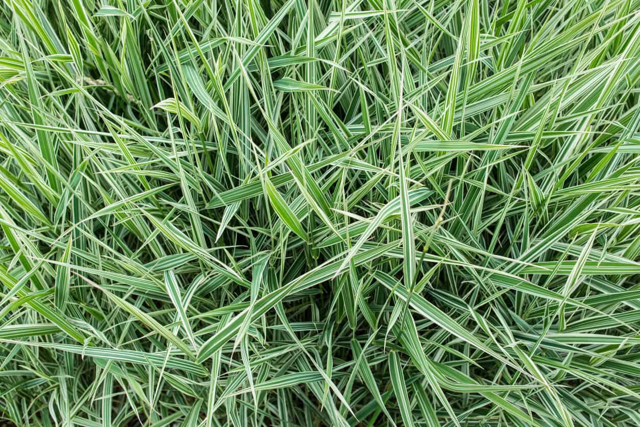 Japanese Sedge (Carex Morrowii 'Ice Dance')