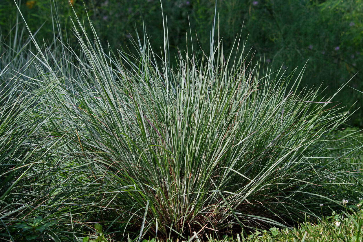 Little Bluestem (Schizachyrium Scoparium 'Prairie Blues')