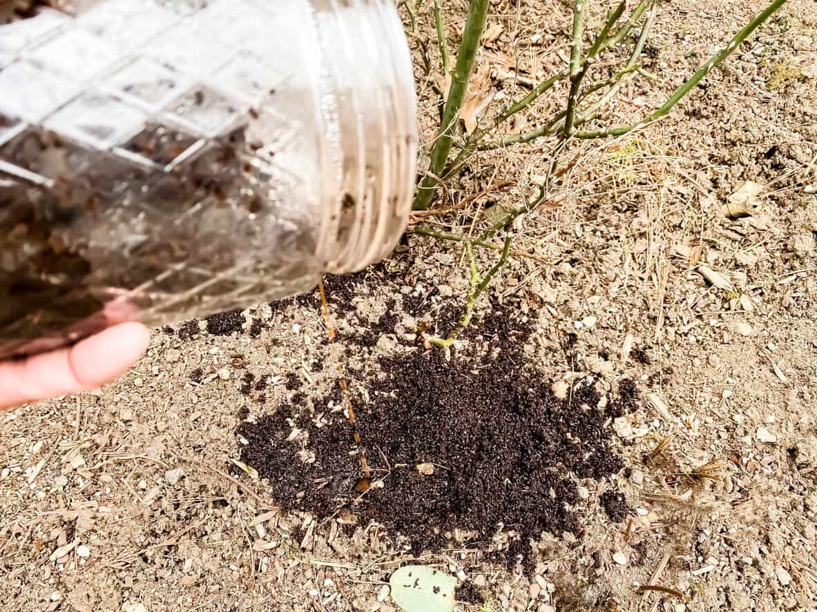 Coffee grounds as fertilizer on rose bush