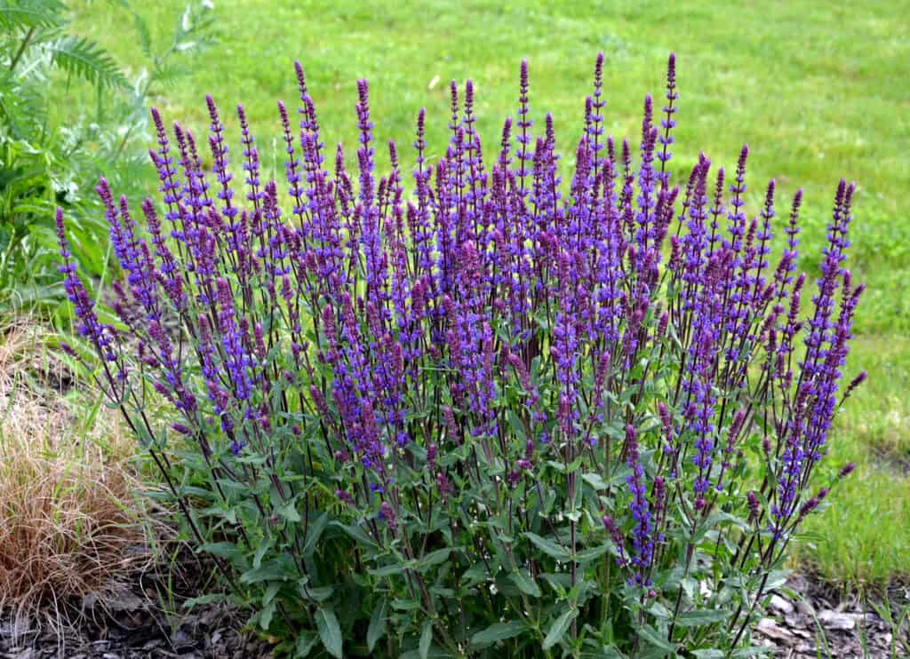 Spring Flower Maintenance Guide: What To Cut Back & What To Leave Alone