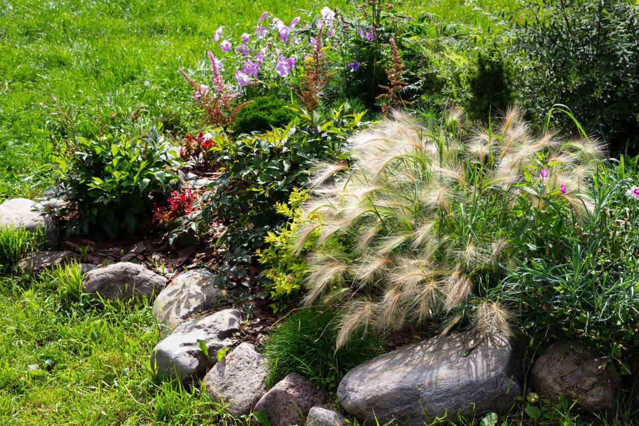 Perrenial garden with evergreen plants, decorative ornamental cereal grasses.