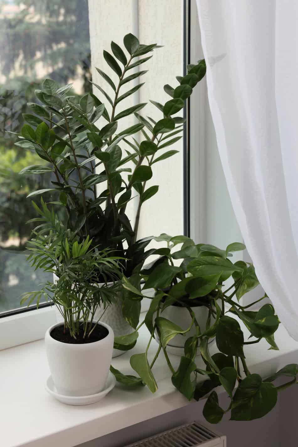 Different potted green houseplants on windowsill indoors (ZZ plant, pothos and palm)
