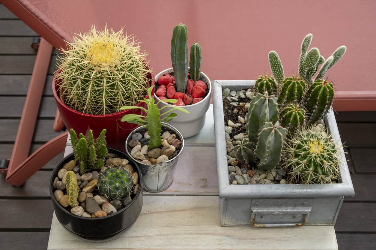 Cactus