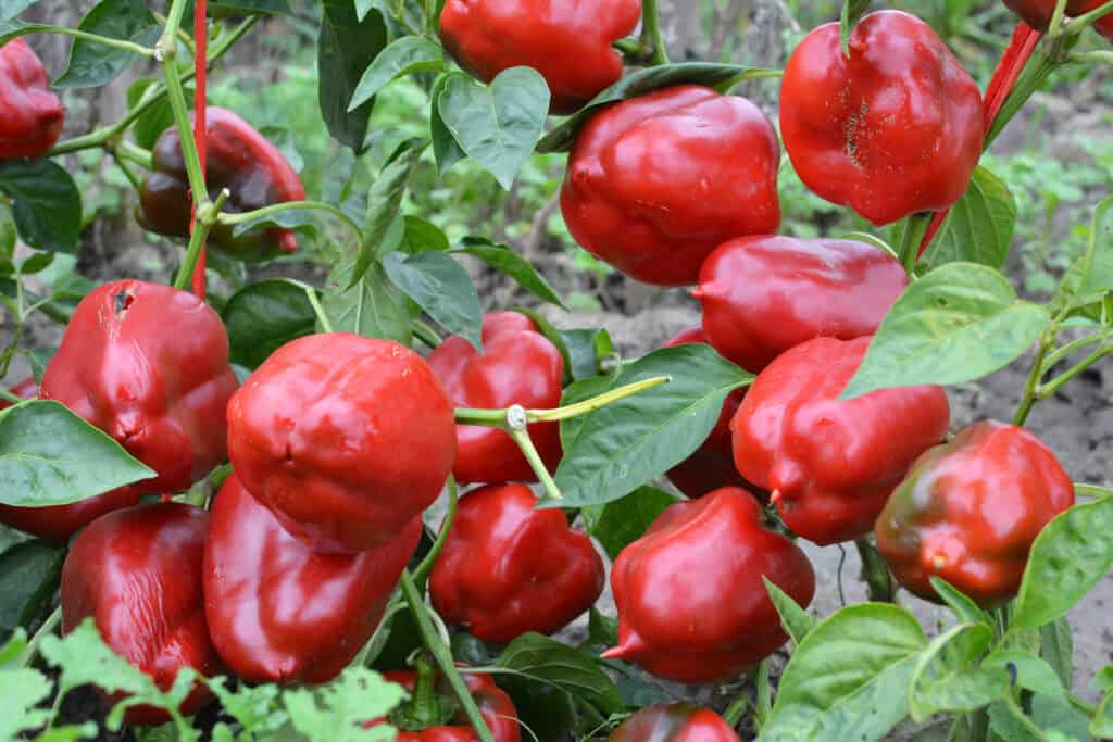 The red fruits of sweet pepper ripened on the bush