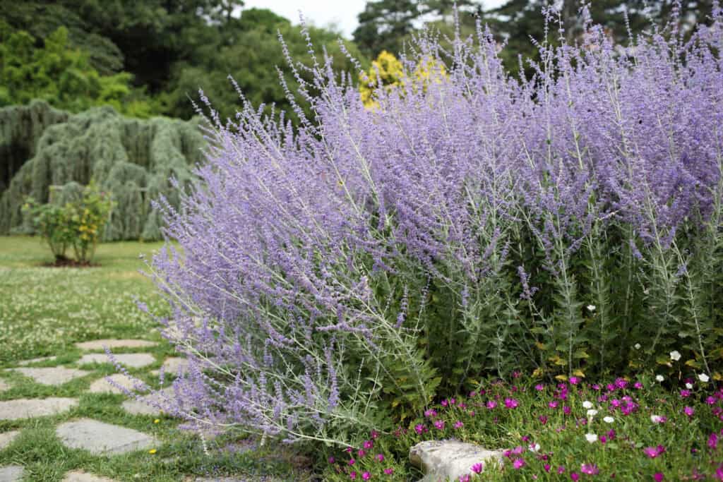 Spring Flower Maintenance Guide: What To Cut Back & What To Leave Alone