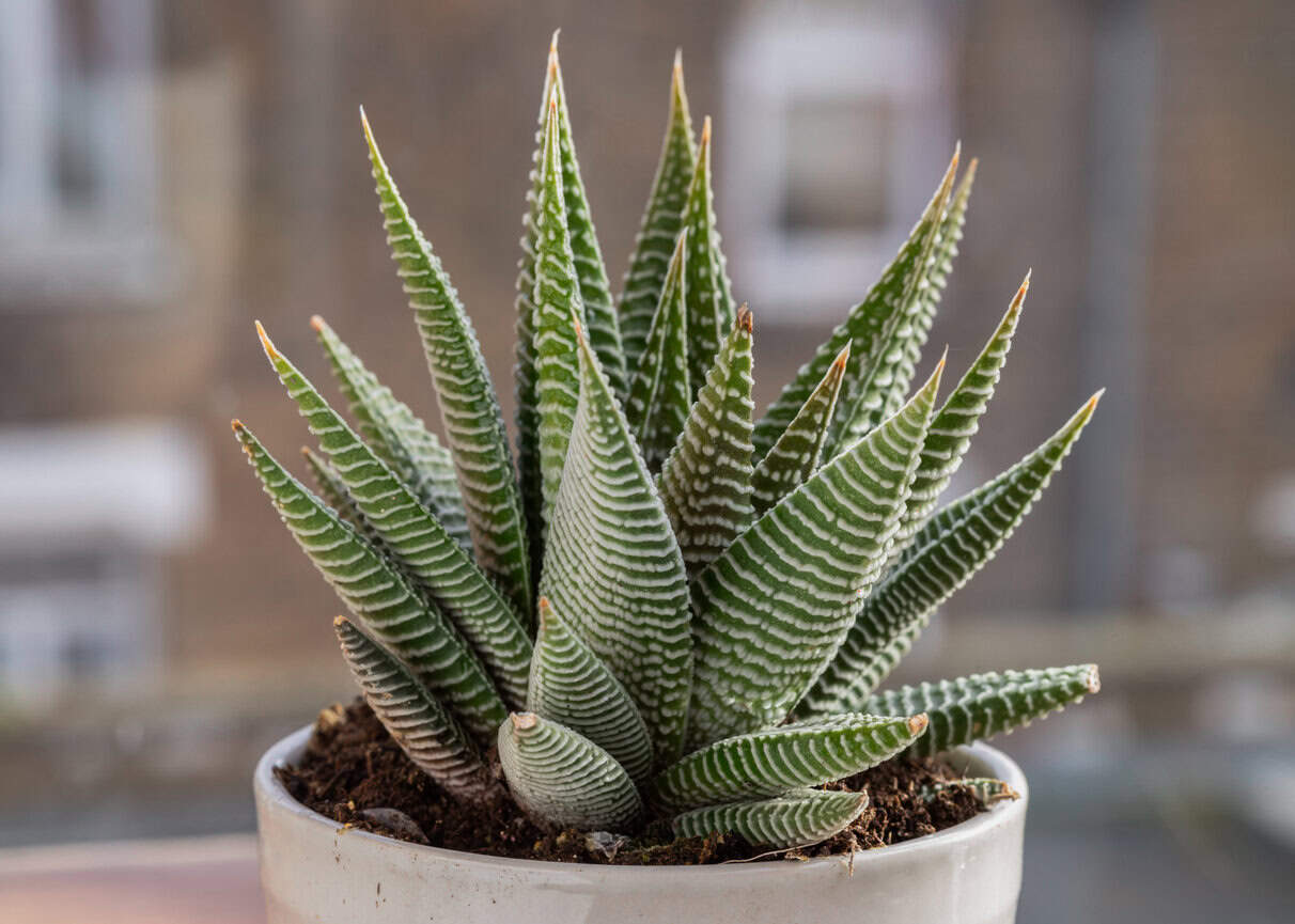 Haworthia