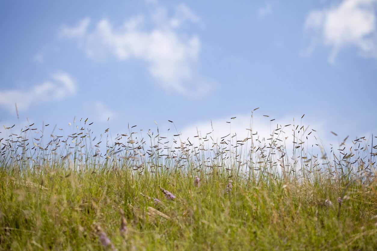 Blue Grama Grass (Bouteloua Gracilis)
