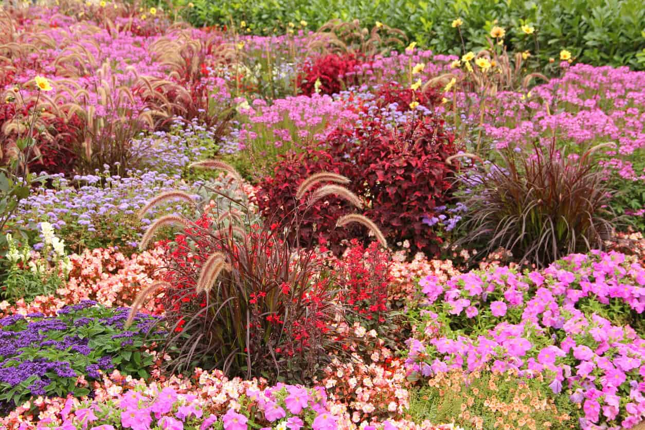 Flower garden in summer with ornamental grass