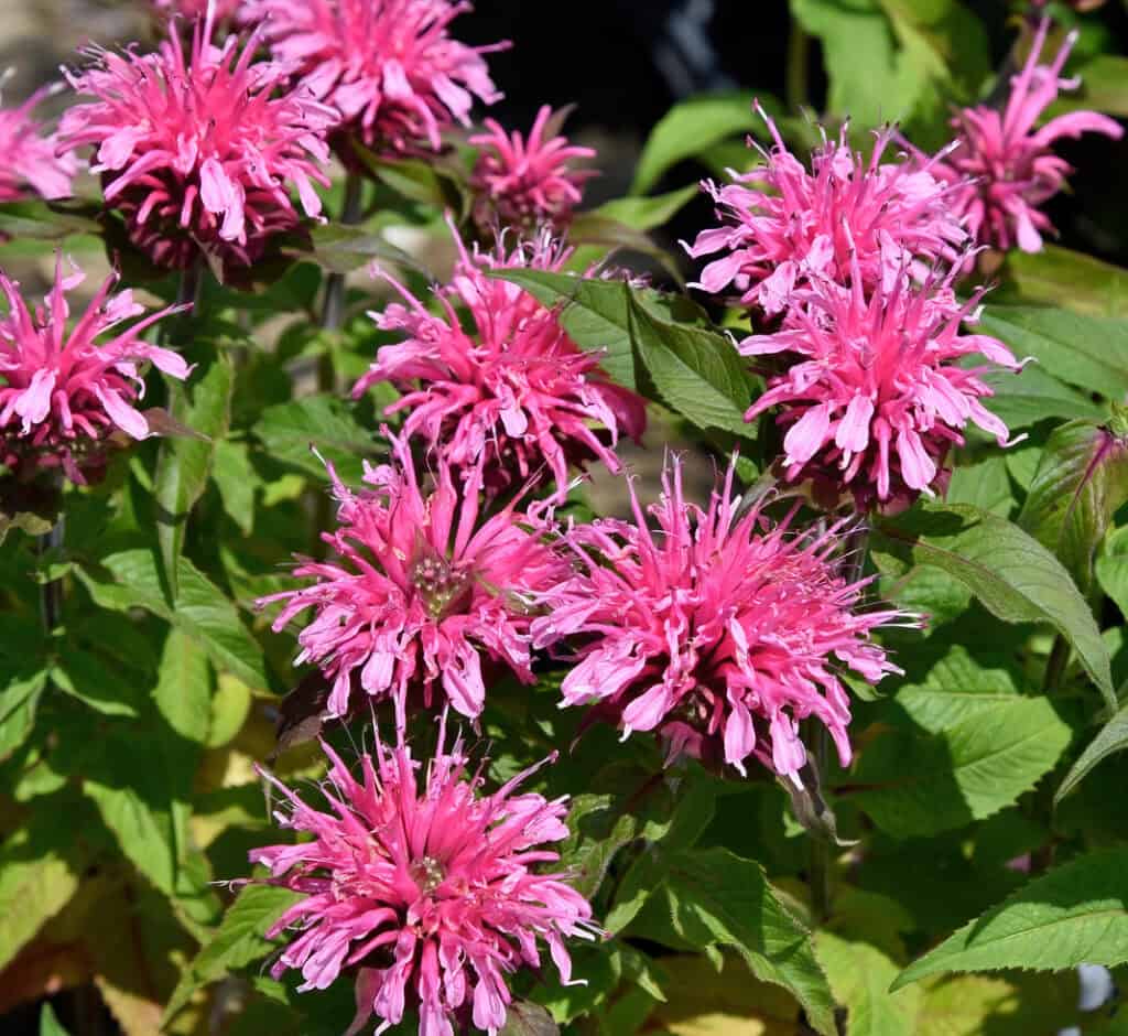 Pink Monarda