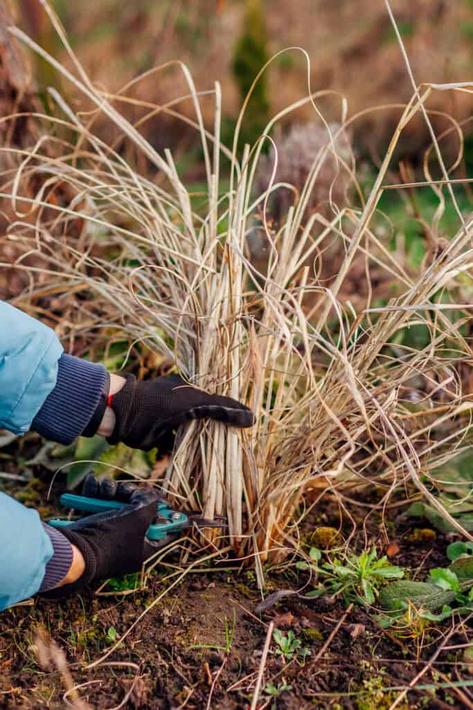 Spring Flower Maintenance Guide: What To Cut Back & What To Leave Alone