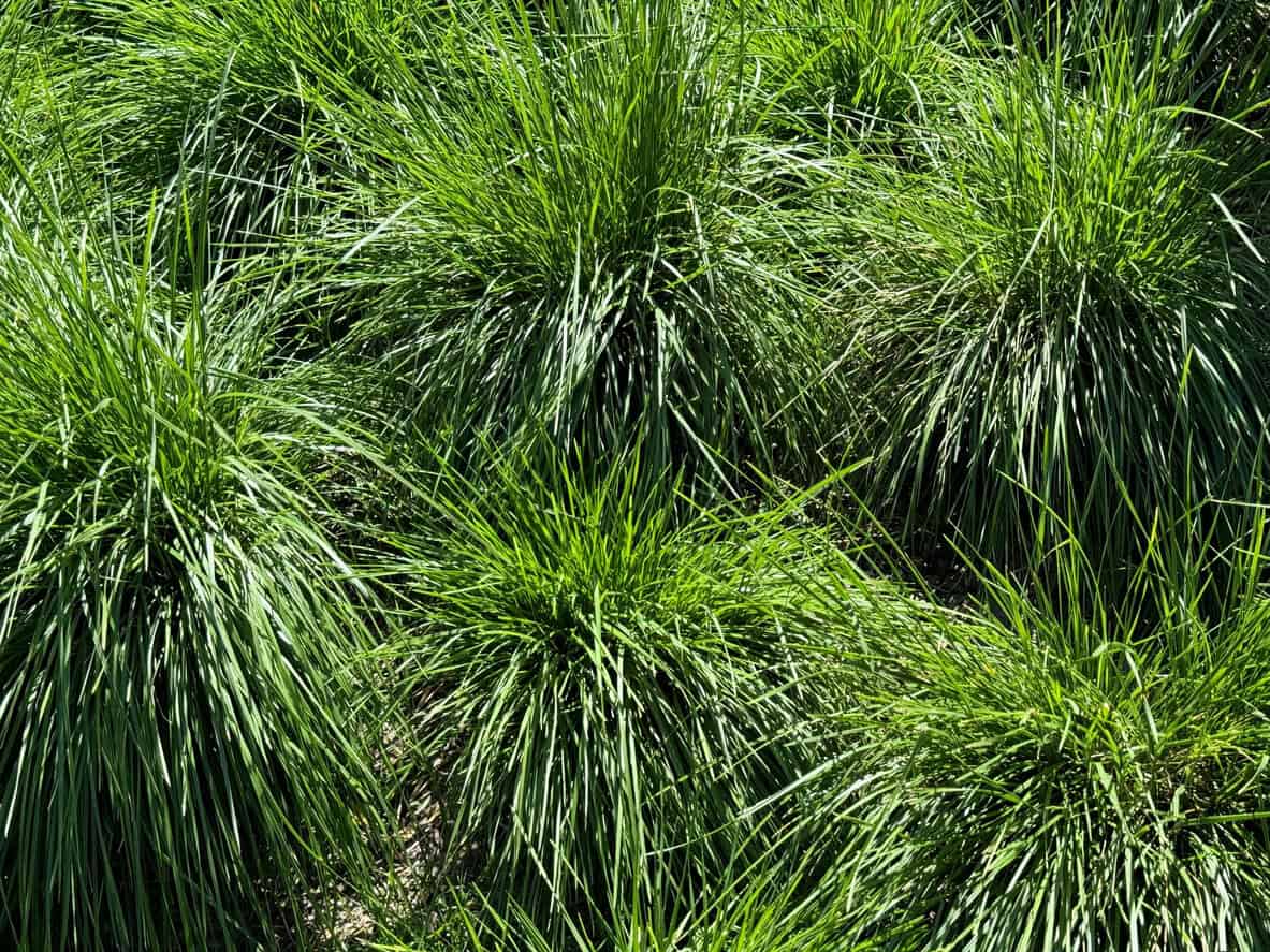 Tufted Hair Grass (Deschampsia Cespitosa)