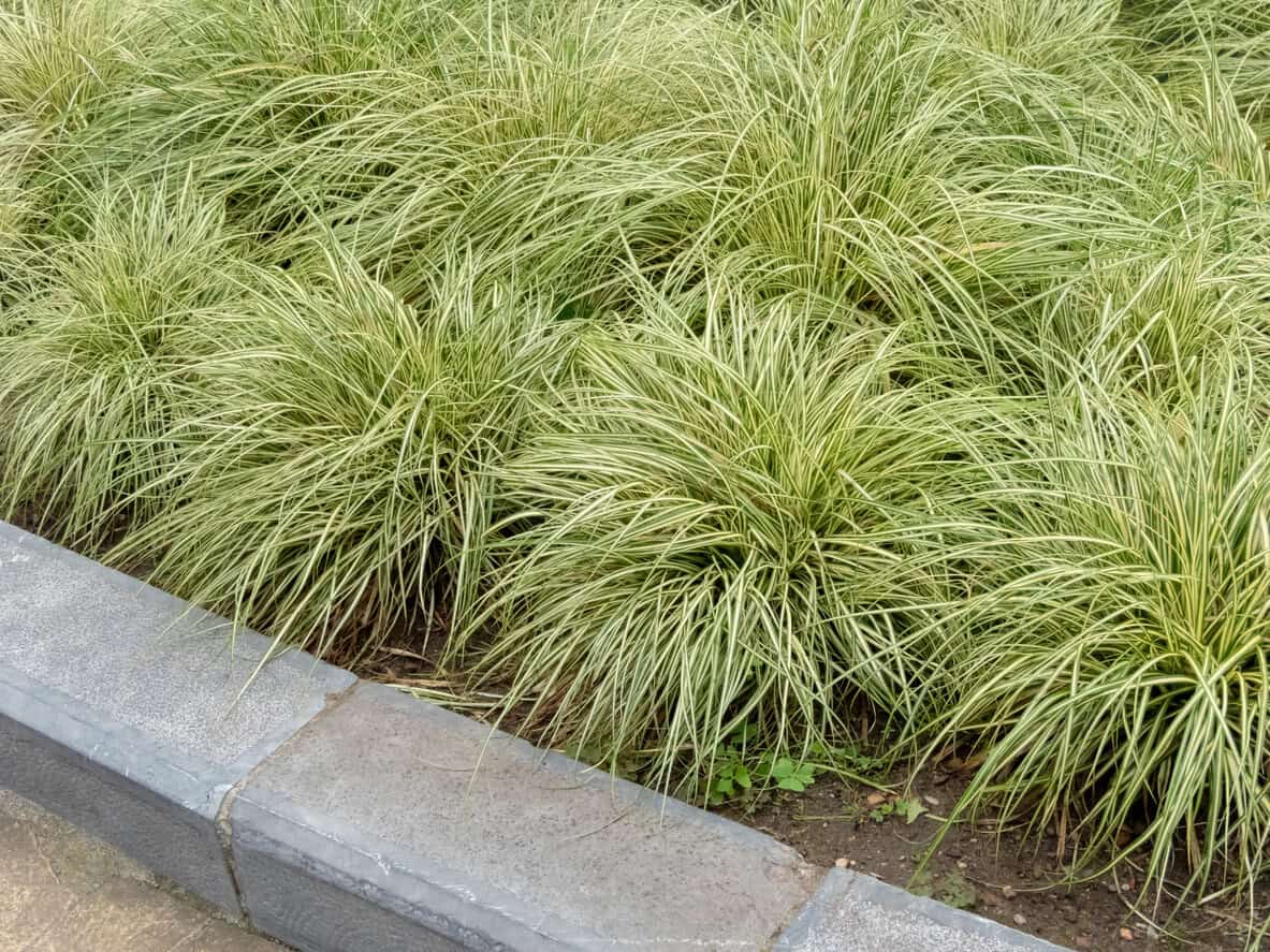 Carex ‘Evergold’ (Sedge)