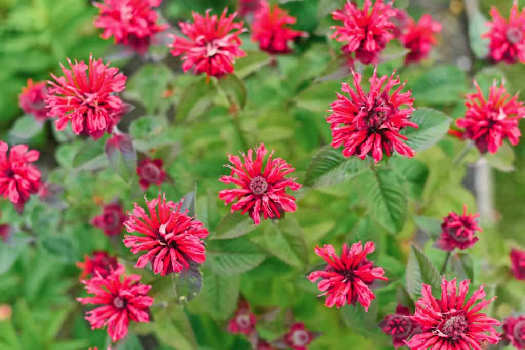 Spring Flower Maintenance Guide: What To Cut Back & What To Leave Alone