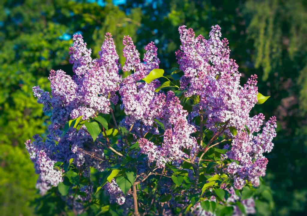 August Pruning Guide - What To Cut Back & What To Leave Alone