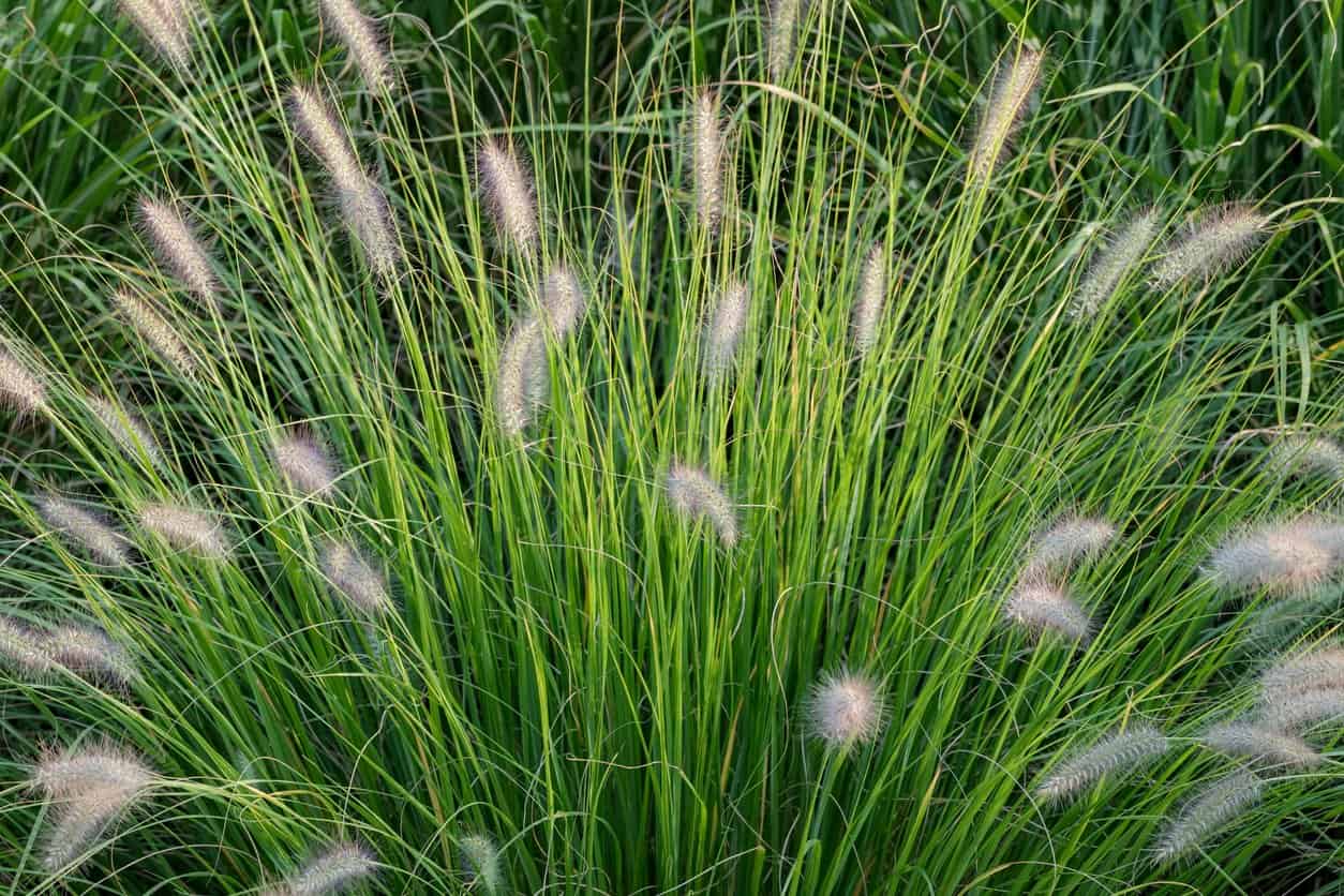 Dwarf Fountain Grass (Pennisetum Alopecuroides 'Hameln')