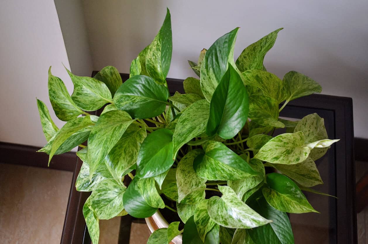 Marble Queen Pothos