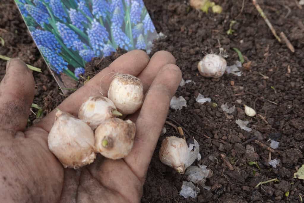 14 Longest-Flowering Bulbs For Spring That Deliver Nonstop Color