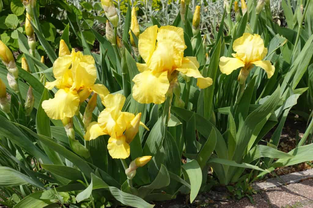 Spring Flower Maintenance Guide: What To Cut Back & What To Leave Alone