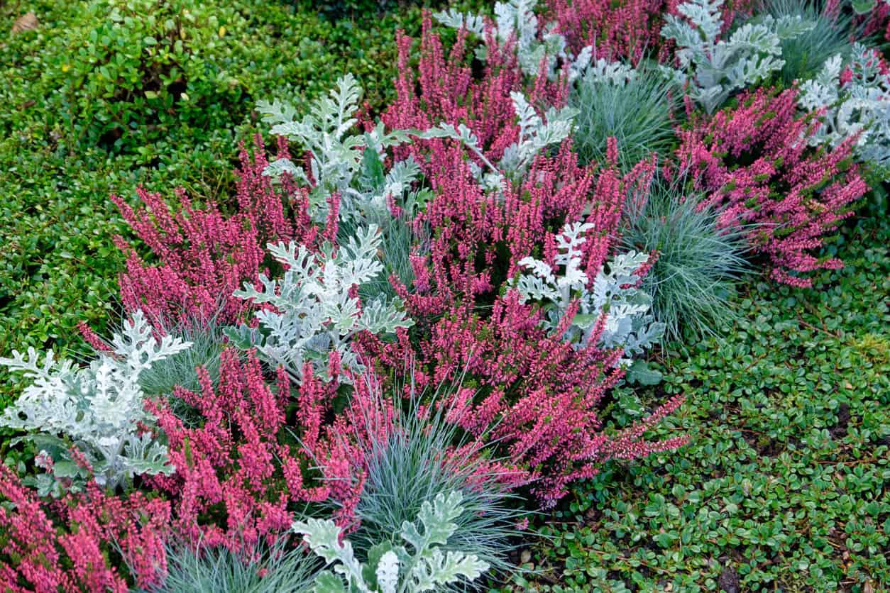Garden bed with ornamental grass