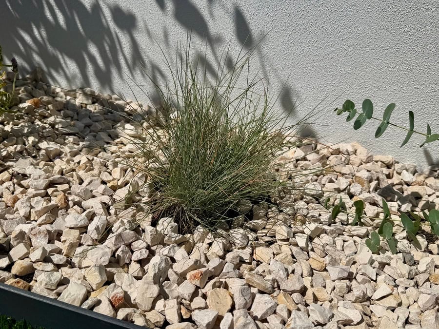 Blue Fescue