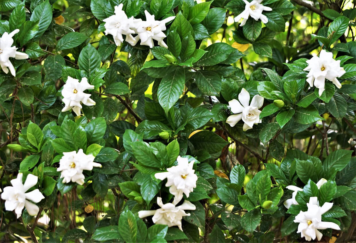 Gardenias