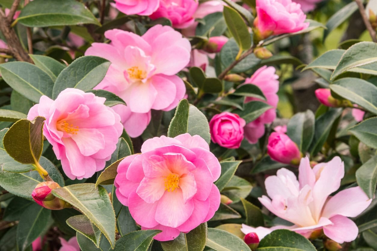 Camellias