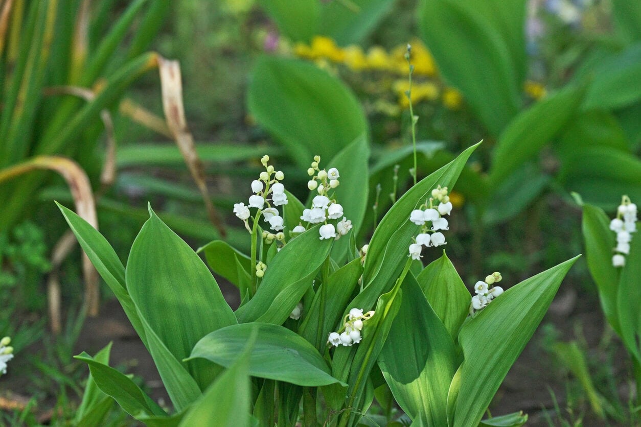 Lily Of The Valley