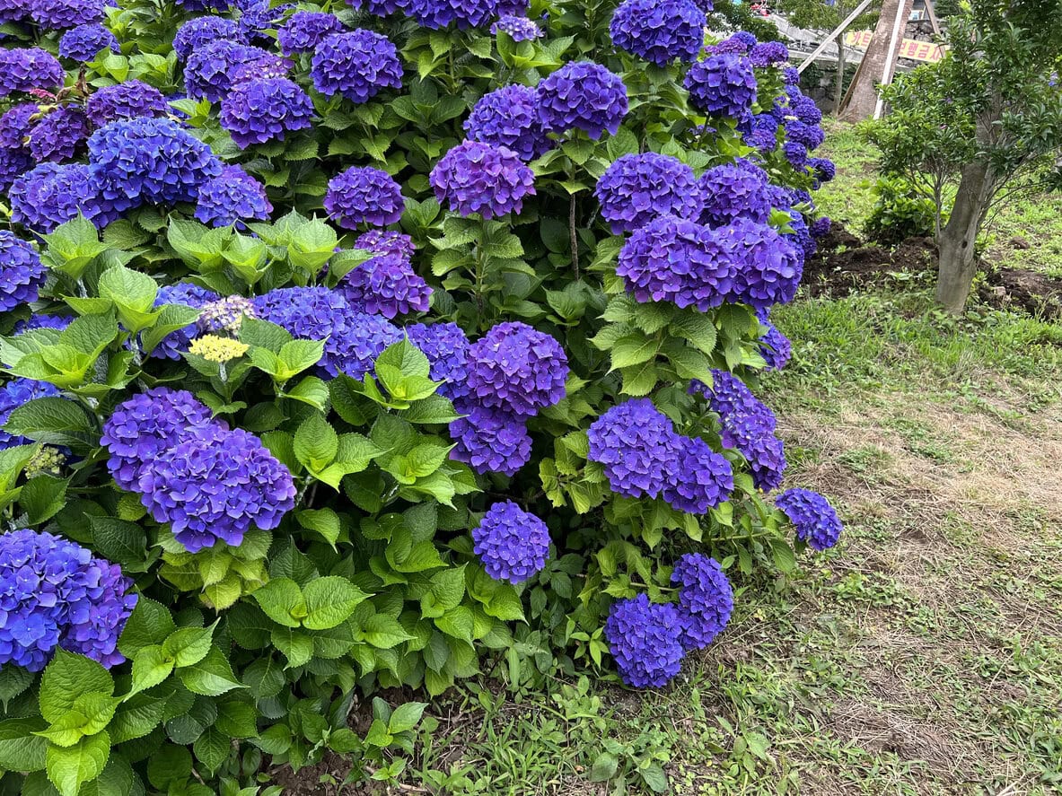 Bigleaf hydrangea