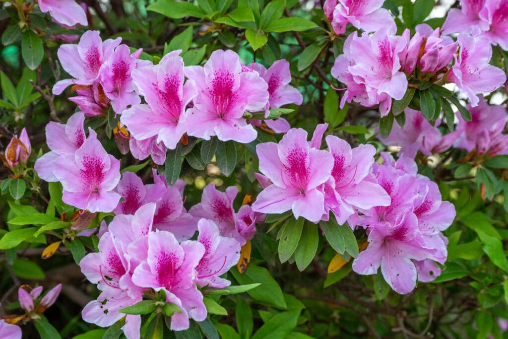 Azaleas