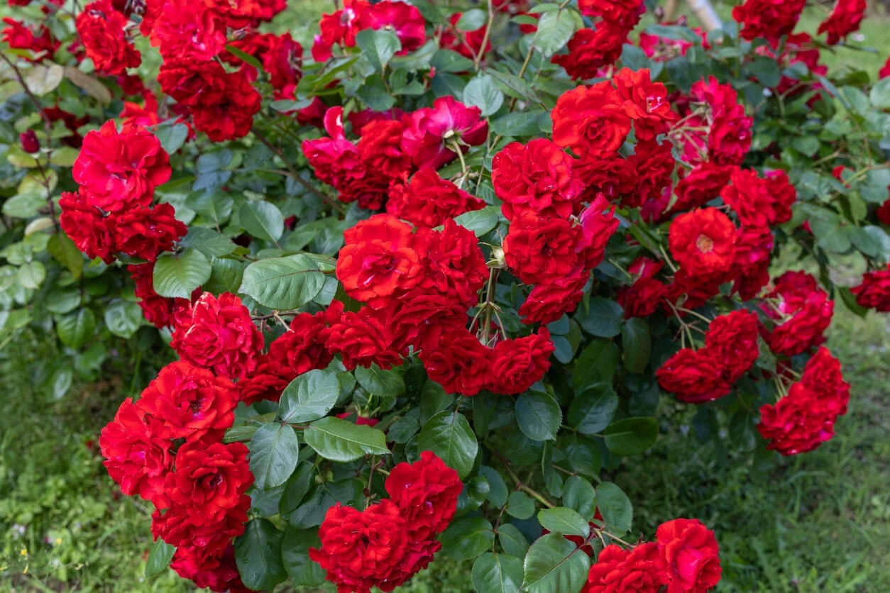 Roses