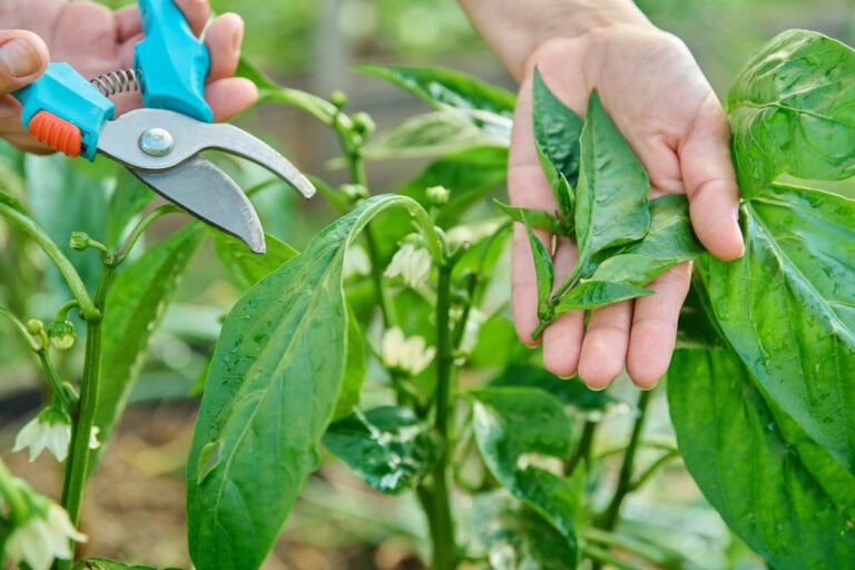 The Easiest Way To Prune Pepper Plants For A Higher Yield