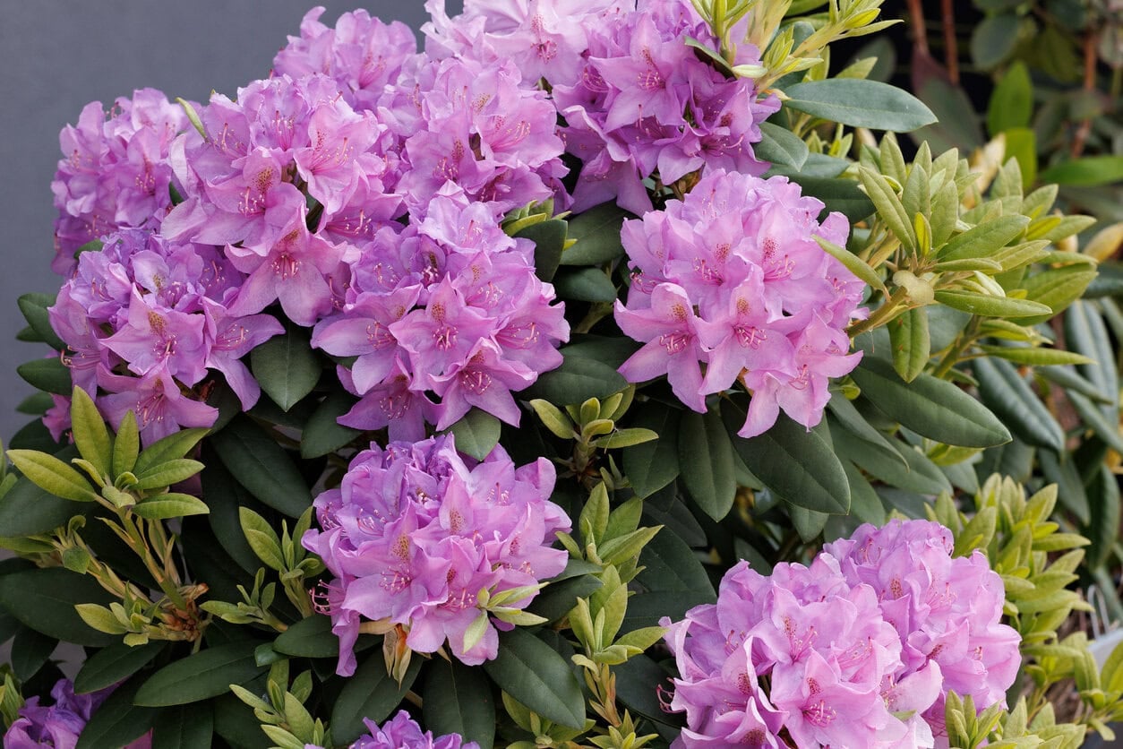 Rhododendron catawbiense