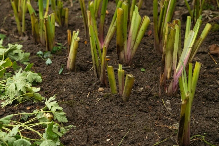 11 Perennials To Prune In October For A Stronger Spring Garden